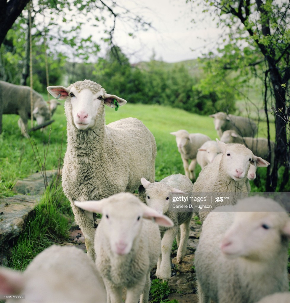 A curious ewe and a number of young lambs stand in a green pasture in Wyoming.